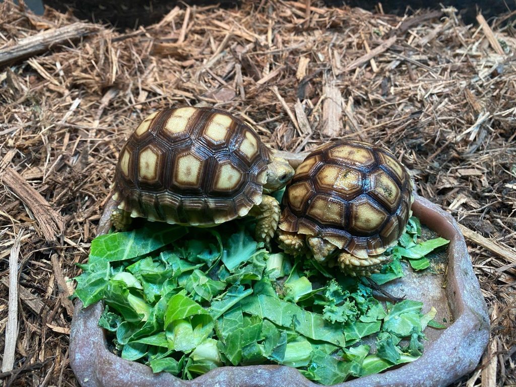 Interesting Facts About Pet Sulcata Tortoises - Universe News Network