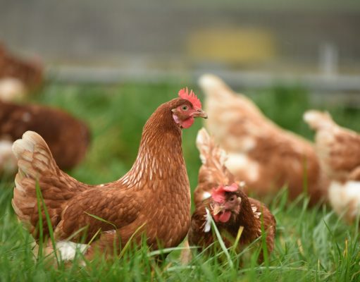 Top 10 Chicken Breeds for a Thriving Farm